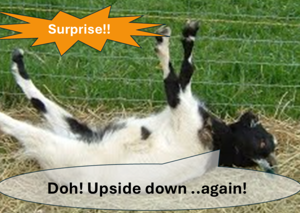 Fainting goat lying on back