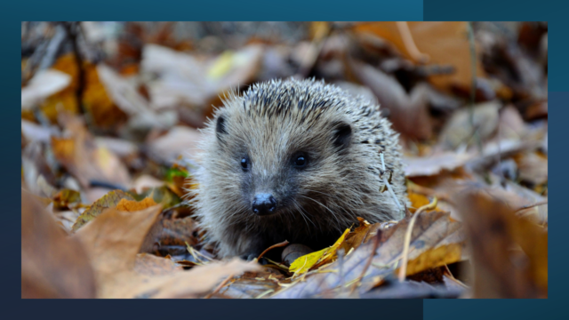 Hedgehog walking through autumnal leaves