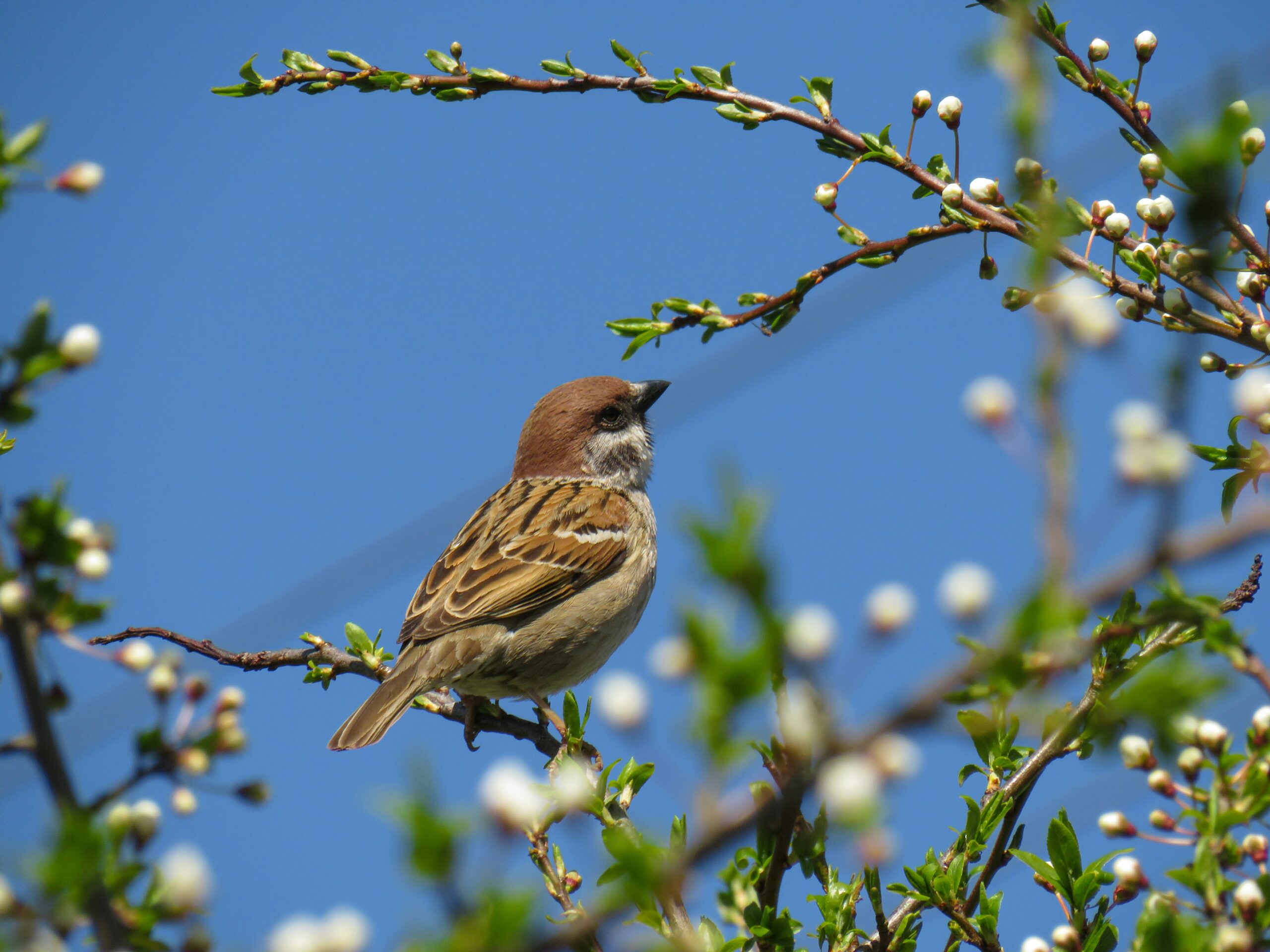 Bird among blossom, representing synchronised movement in nature